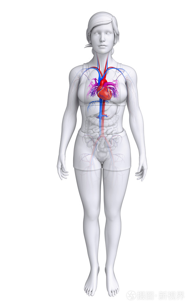 女身体心脏的位置图片图片