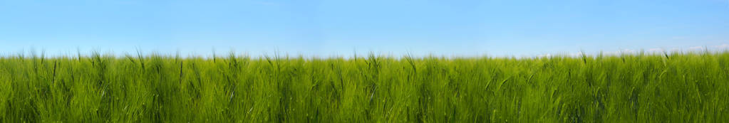蓝天背景下的绿色小麦田, 晴天, 夏天