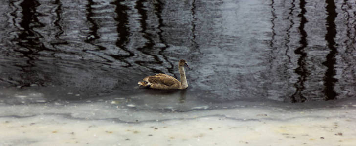 灰色婴孩天鹅游泳在一条结冰的河在多云冬天天