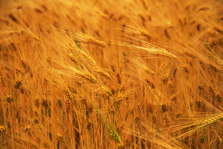 麦田。金色麦子的耳朵特写。美丽的自然景观自然。农村风景良好的粮食收成。草甸小麦田成熟穗的背景。富有收获的概念