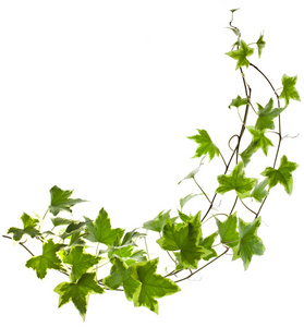 爬藤类植物素材图片