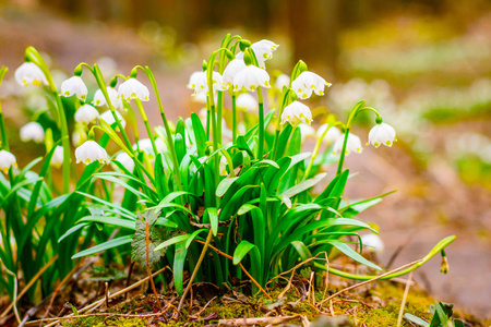 春天的雪花花 Leucojum vernum 在夕阳中绽放