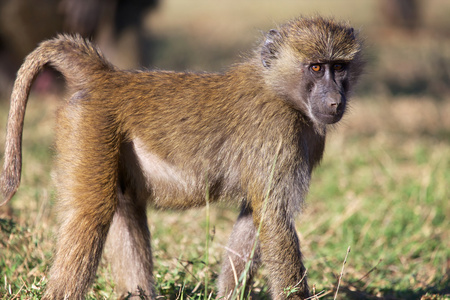 小小的热带稀树草原狒狒在奈瓦夏湖国家游戏公园照片