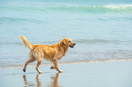 拉布拉多犬在海滩玩