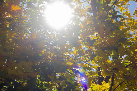 金黄的秋天, 灿烂的秋日阳光照耀着树叶