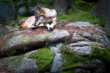 在捷克的波希米亚森林的木材野生欧洲狼犬狼疮