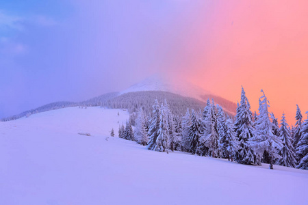 在冬天的粉红色黄色夕阳启发下, 美丽的弯曲的美丽的树木覆盖厚层的积雪。精彩的冬季背景传单