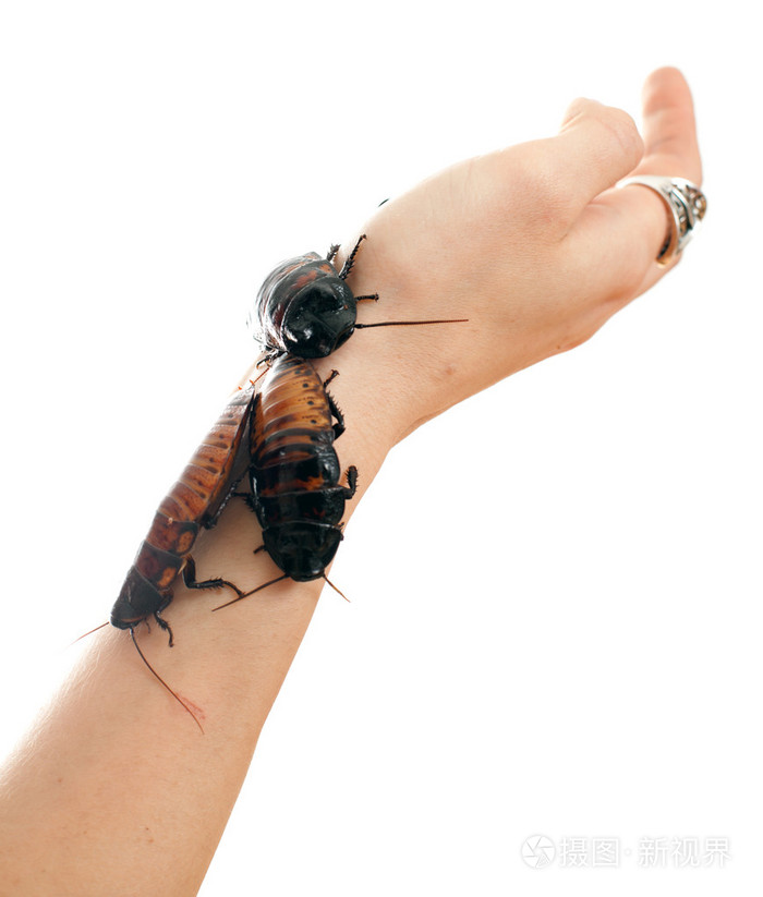 在手上的蟑螂jpg