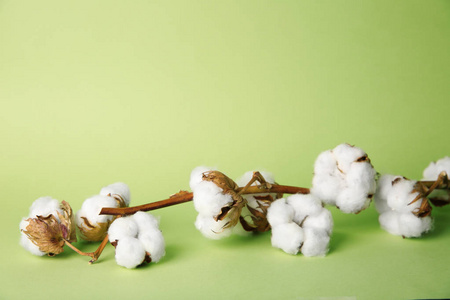 彩色背景棉花照片