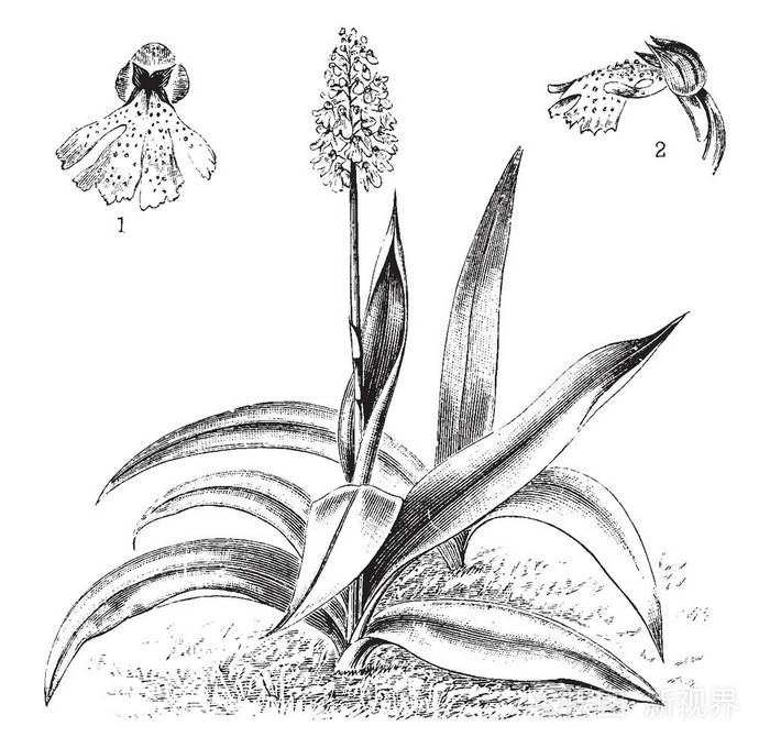兰花, 兰花夫人是一种草本植物, 属于兰花属家族, 复古线条画或雕刻