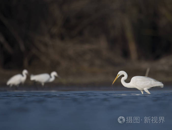 大白鹭