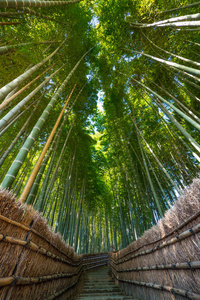 岚山竹林。日本京都