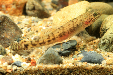 漂浮鰕虎鱼 chaenogobius 链或 gymnogobius urotaenia 在日本