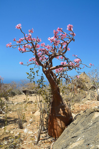 也门socotra瓶树沙漠玫瑰adenium obesum