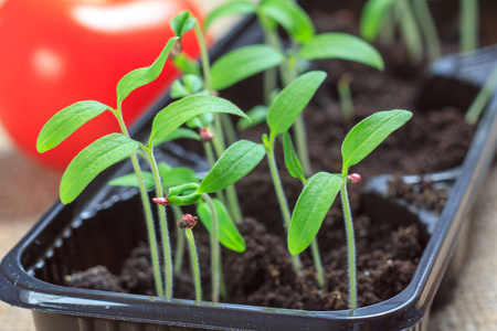 backgrou 番茄幼苗与成熟红番茄的研究照片