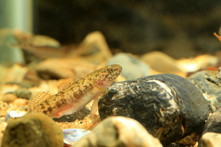 漂浮鰕虎鱼 chaenogobius 链或 gymnogobius urotaenia 在日本