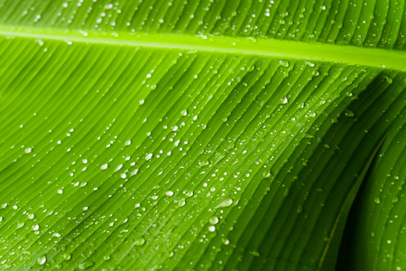 雨滴在香蕉树上的叶子图片