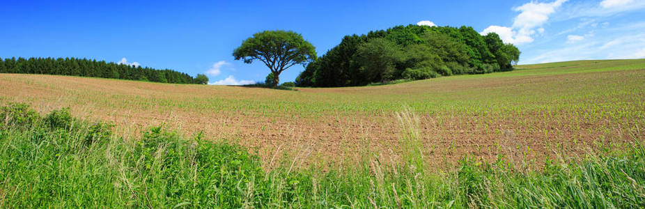 玉米田和树。自然背景