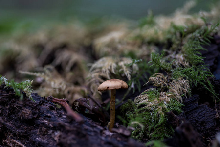 在森林里有蘑菇在秋季