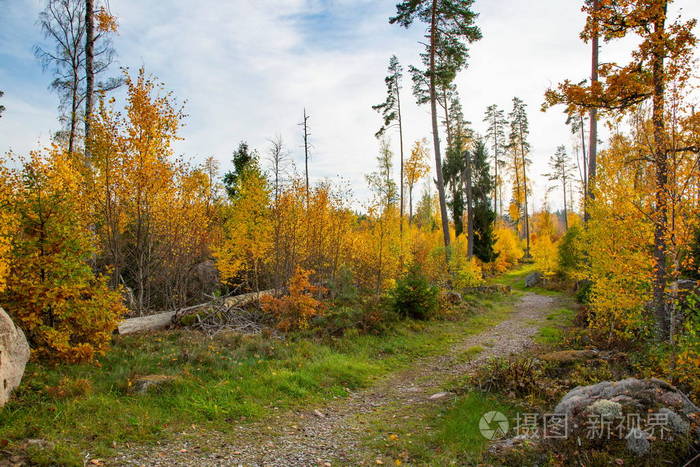 在森林的道路上的壮丽景色。秋天的风景。美丽的自然背景