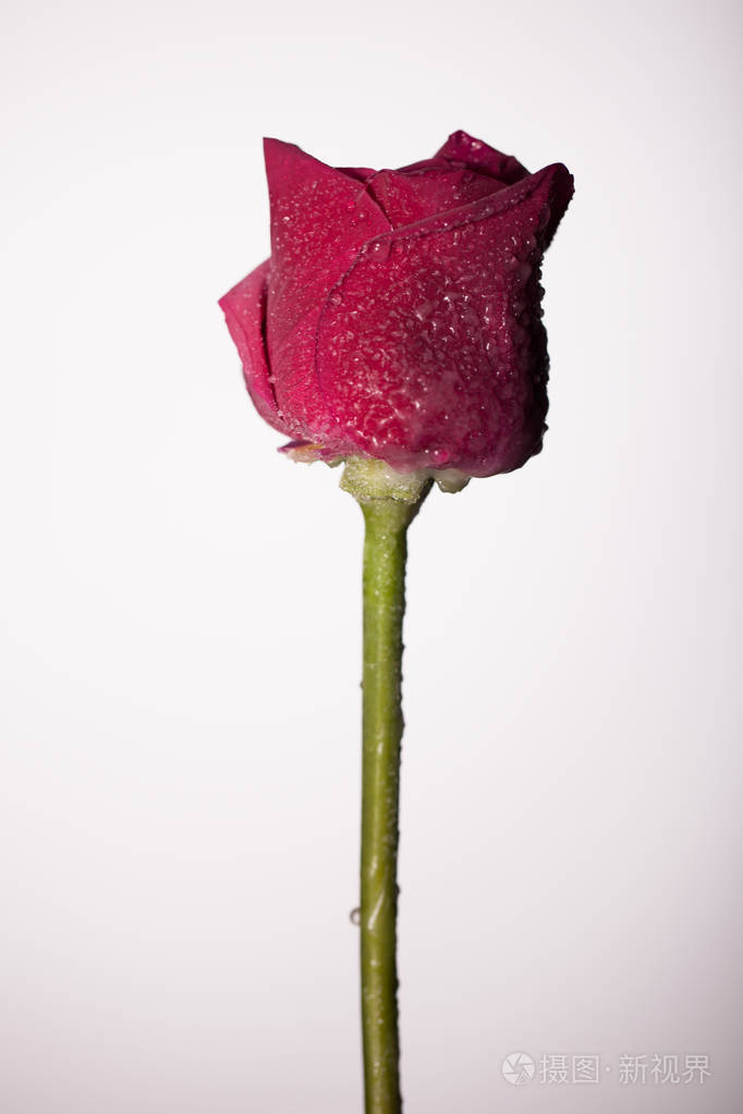 只有一朵花的时尚照片