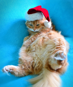 红猫在思想滑稽懒懒的红猫,在圣诞的帽子照片