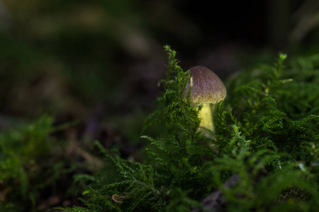 在森林里有蘑菇在秋季