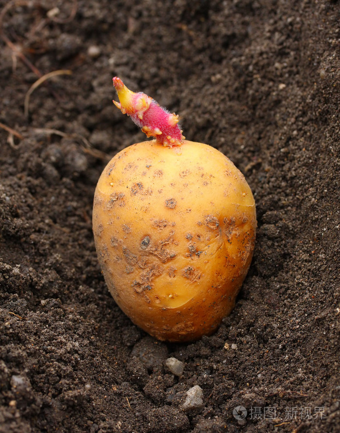 土豆在土里发芽的照片图片