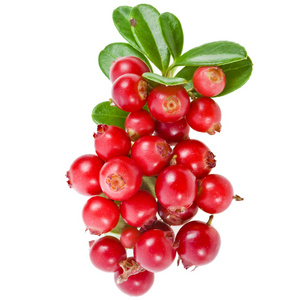 欧洲越橘布什图片