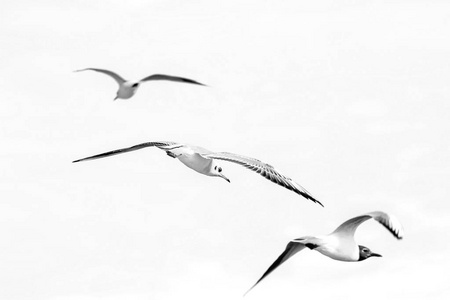鸟海鸥在天空飞翔照片