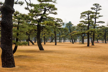 日本东京皇宫附近的树木