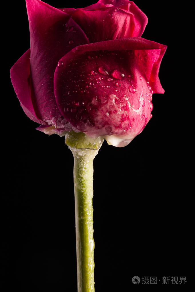 只有一朵花的时尚照片