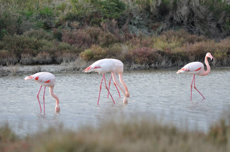 大火烈鸟 Phoenicopterus 长春, 卡玛戈的区域自然公园, 法国