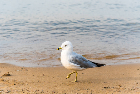 夏季背景下的海鸥漫步在沙滩上的水