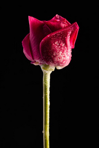 优美的厂区黑色背景下的孤独的红色花朵照片