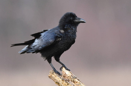 在自然栖息地关闭黑乌鸦的视线
