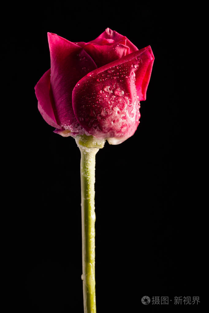 只有一朵花的时尚照片