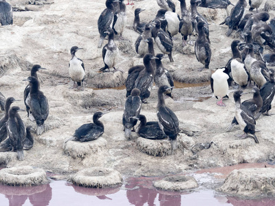 大型筑巢殖民地, 帝国 Phalacrocorax, atriceps, 海狮岛, 福克兰群岛马尔维纳斯