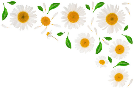 菊花或雏菊, 叶子在白色背景下被隔离, 文本的复制空间。顶部视图。平躺