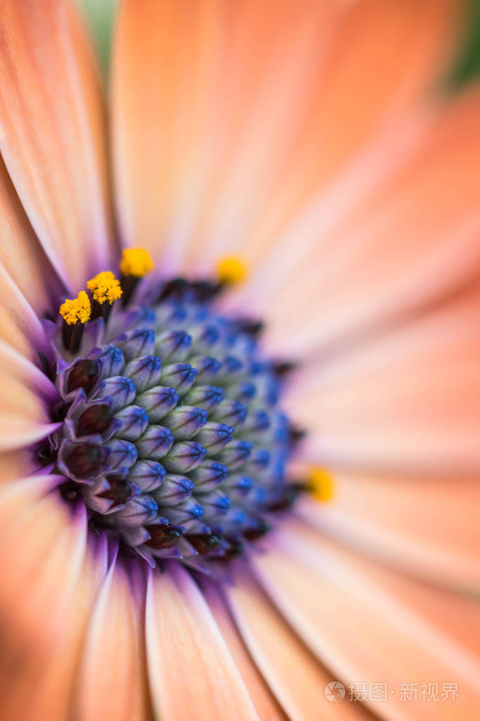 彩色osteospermum花或雏菊的特写