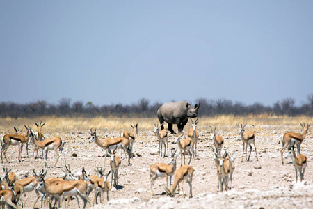 犀牛与羚羊, 野生动物在 Etosha Natioal 公园, 纳米比亚非洲