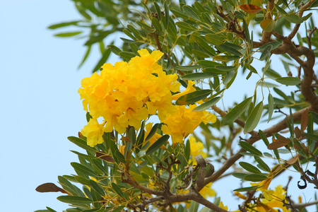 tabebuia 金花花