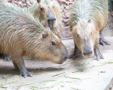 capybara水稻