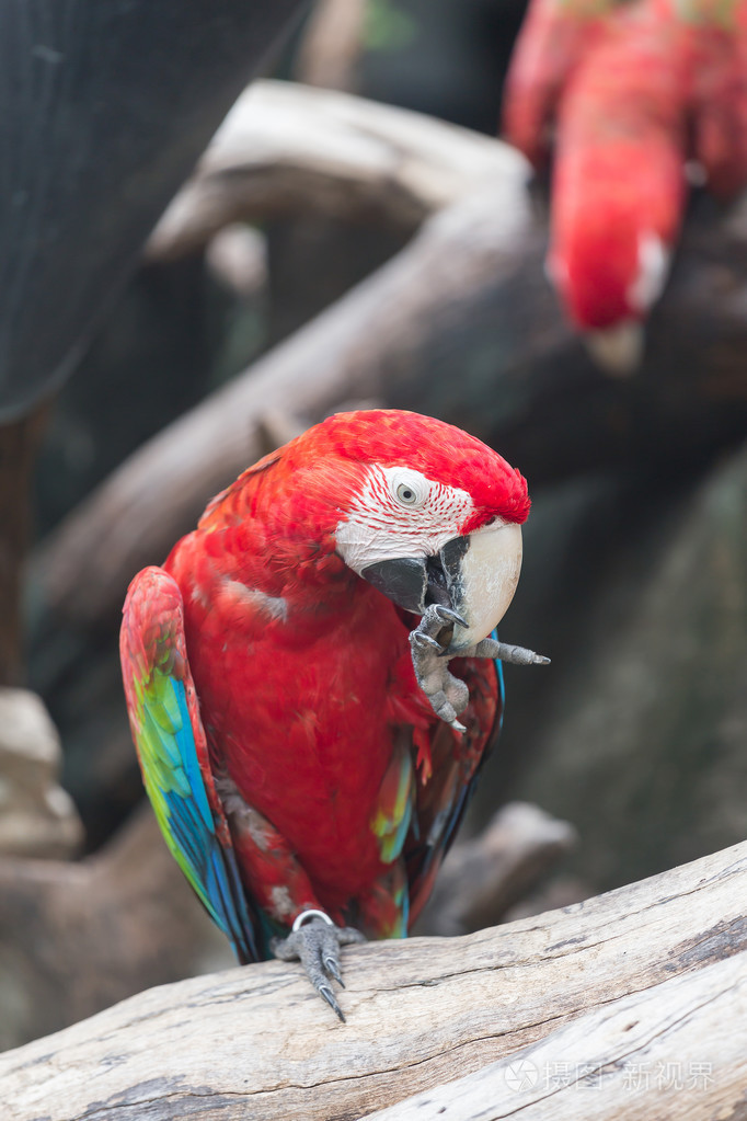 红金刚鹦鹉