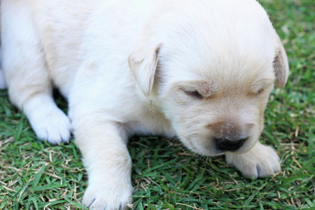 睡觉的拉布拉多小狗在绿色草地上   三周龄