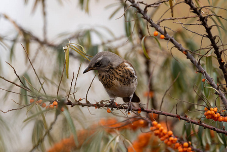 Fieldfare 鸫毛发 在一个模糊的背景特写的野生树枝上