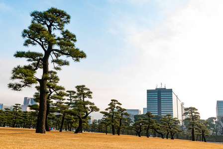 日本东京的树木和现代建筑并排