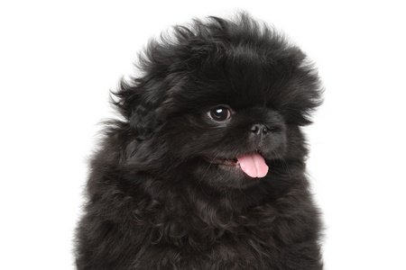 京巴狗图片大全