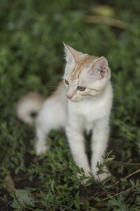 可爱的小桃条纹小猫坐在绿草