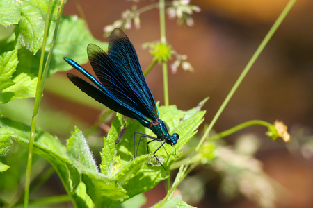 美丽的蓝龙小姐calopteryx virgo